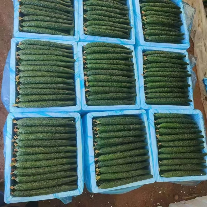 河北精品密刺黄瓜，质量保证条形好，颜色亮价格便宜