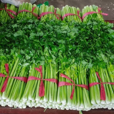 聊城西芹.法国皇后芹菜，大量供应货源充足