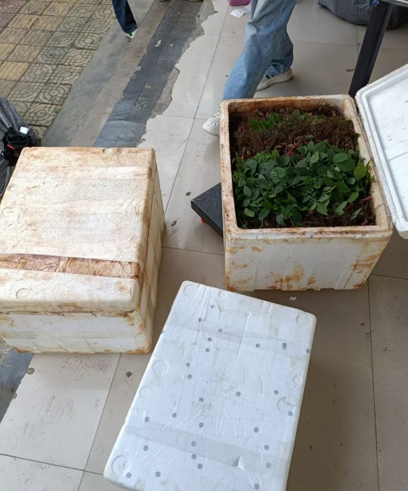 三叶青块茎苗