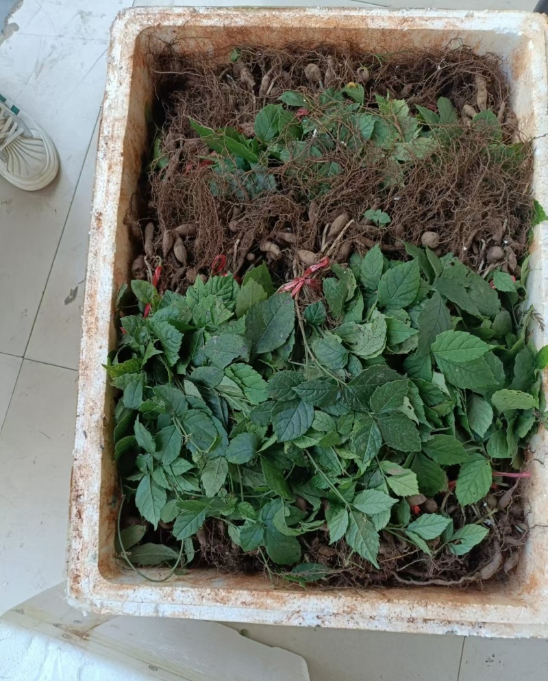 三叶青块茎苗