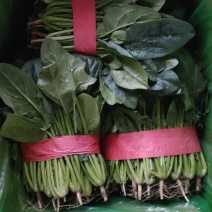 菠菜邯郸本地精品菠菜大量上市，价格非常合适，质量非常好！