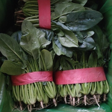 菠菜邯郸本地精品菠菜大量上市,价格非常合适,质量非常好!