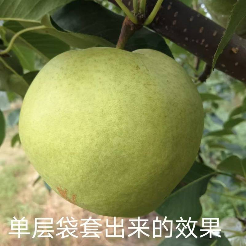 玉露香梨，味道脆甜，果面光滑，个头大，欢迎光临