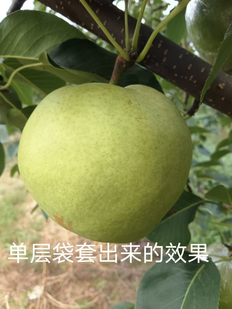 玉露香梨，味道脆甜，果面光滑，个头大，欢迎光临
