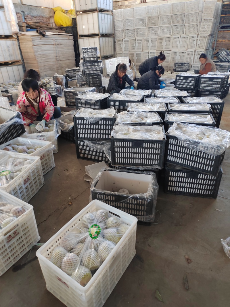 玉露香梨，味道脆甜，果面光滑，个头大，欢迎光临