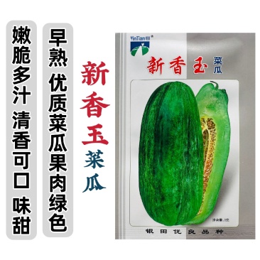 新香玉菜瓜种子味甜绿皮绿肉优质甜瓜种子清香可口甜瓜种子