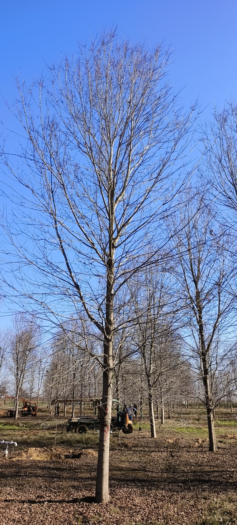 苗圃出售3/30公分美国红枫基地自产自销