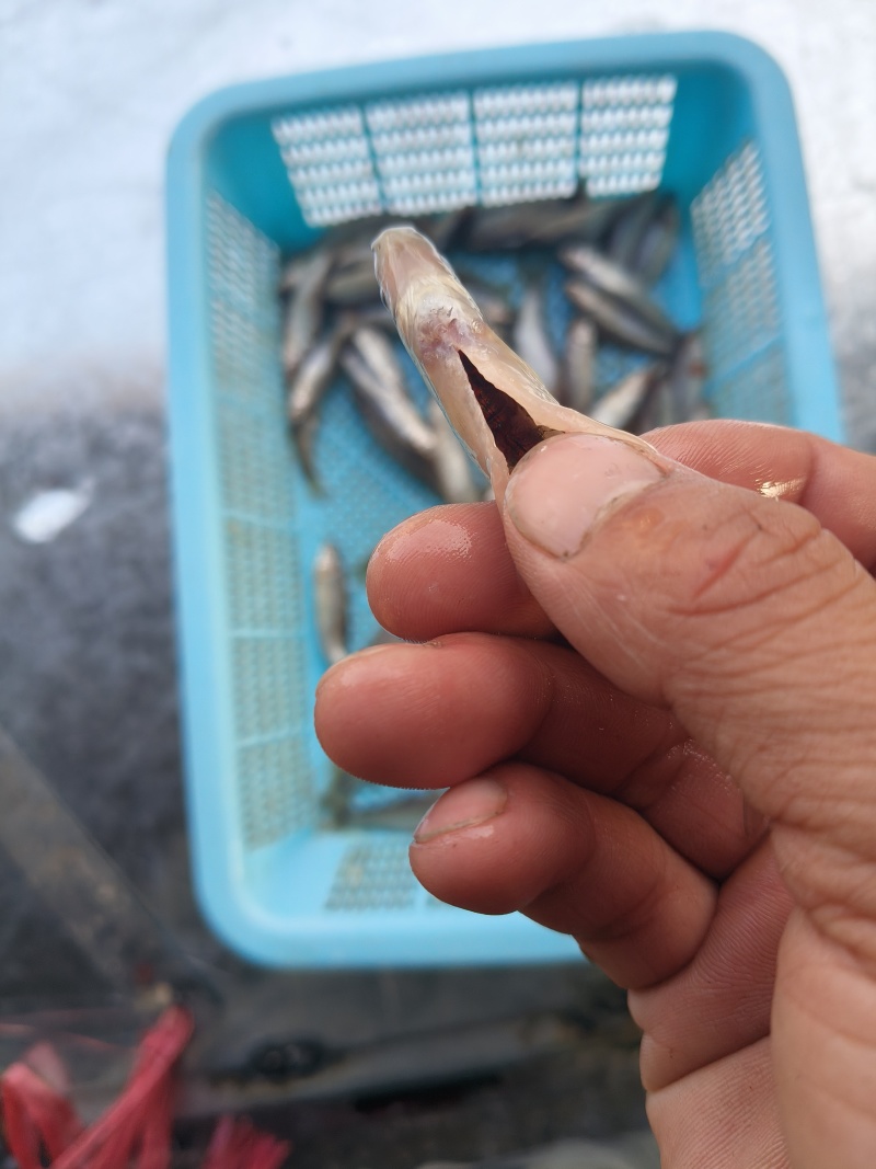麦穗鱼开肚去内脏白麦穗鱼