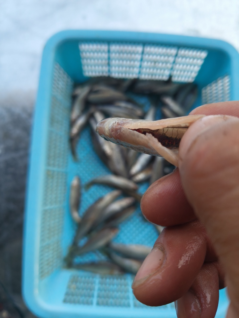 麦穗鱼开肚去内脏白麦穗鱼