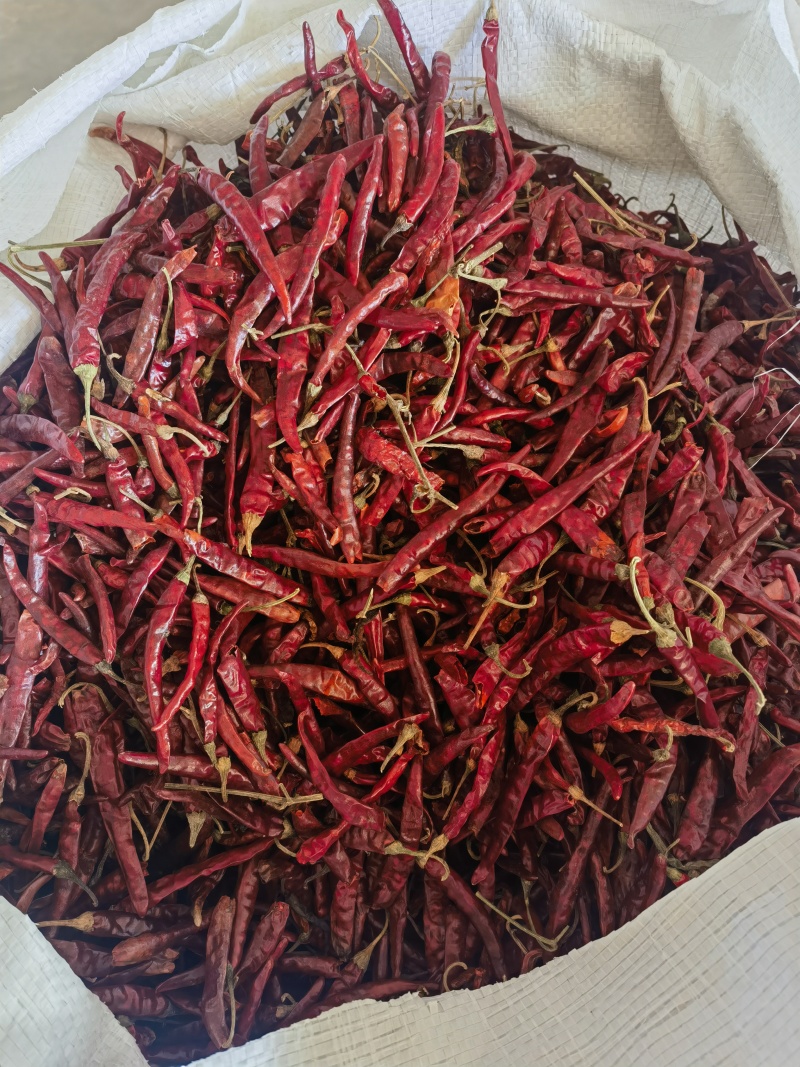 朝天椒干辣椒丘香2号产地直供大量现货品质好价格低