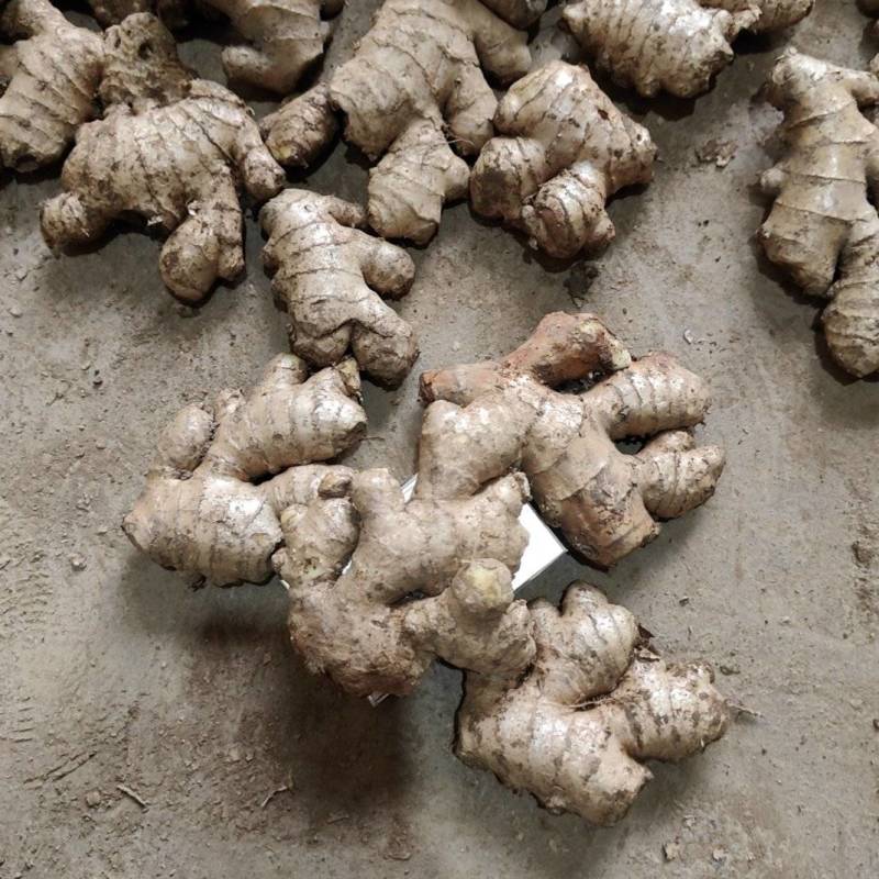 贵州镇宁小黄姜二黄姜姜母