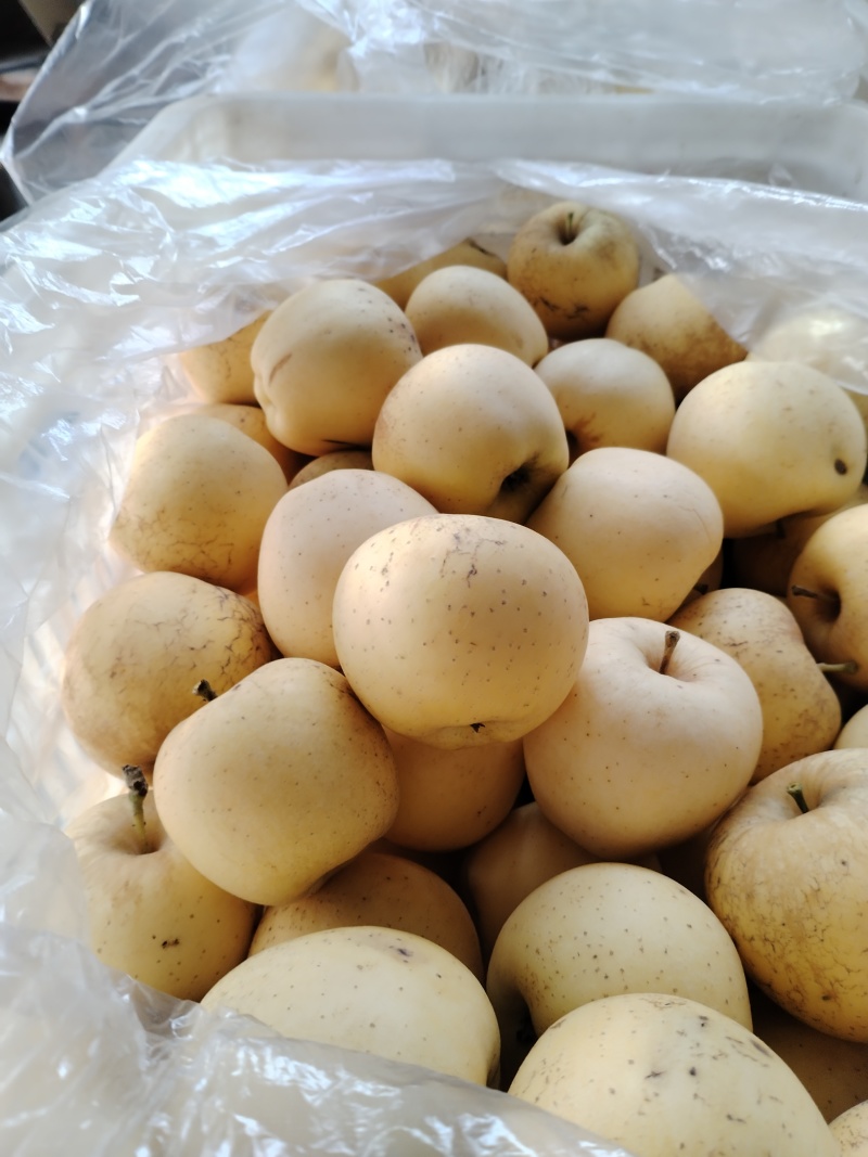 小苹果60#70#以上幼儿园餐厅企业食堂餐后用水果