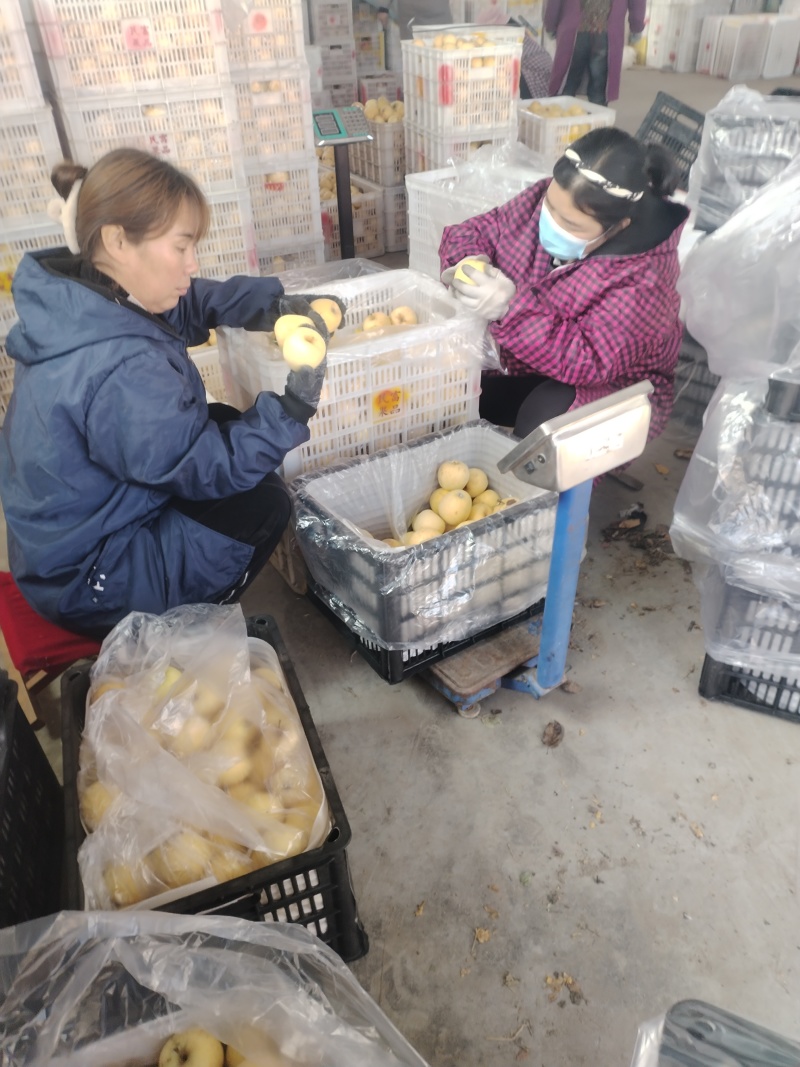 小苹果60#70#以上幼儿园餐厅企业食堂餐后用水果