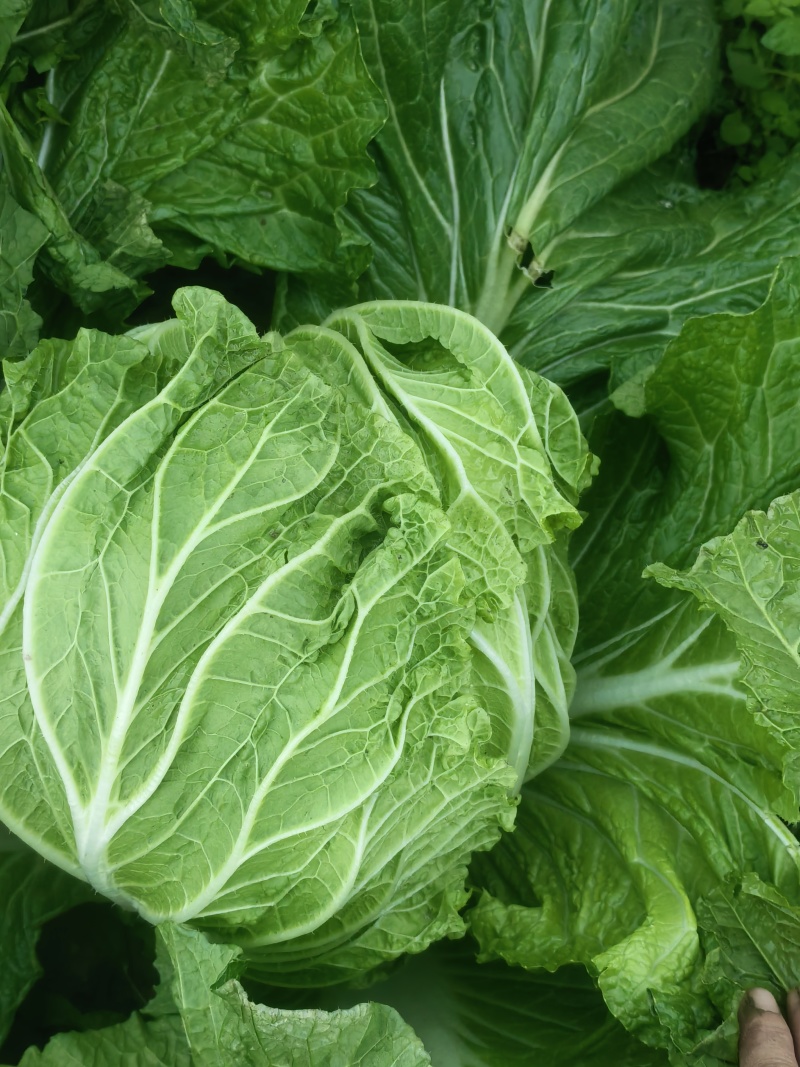 遂宁大白菜青杂三号白菜产地直发一手货源白菜价