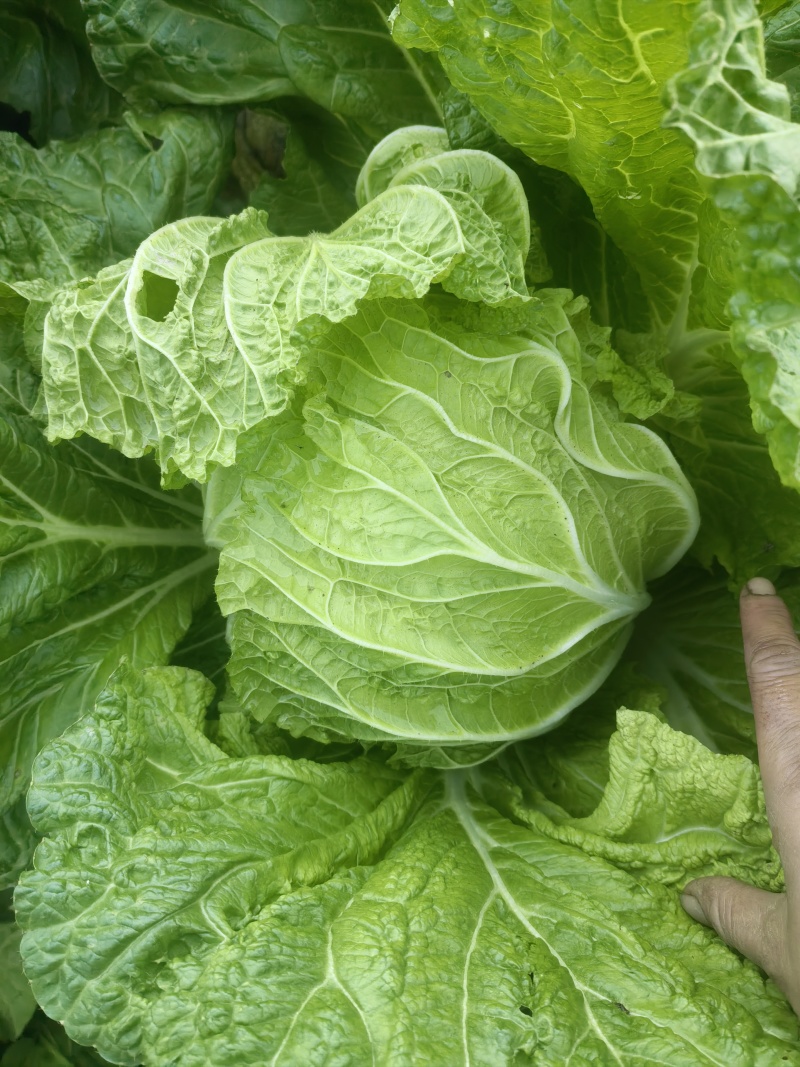 遂宁大白菜青杂三号白菜产地直发一手货源白菜价