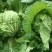 遂宁大白菜青杂三号白菜产地直发一手货源白菜价