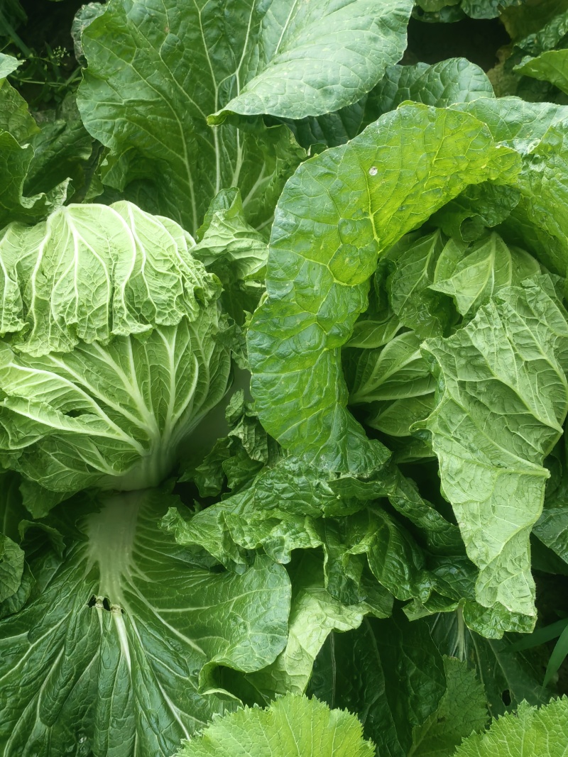 遂宁大白菜青杂三号白菜产地直发一手货源白菜价