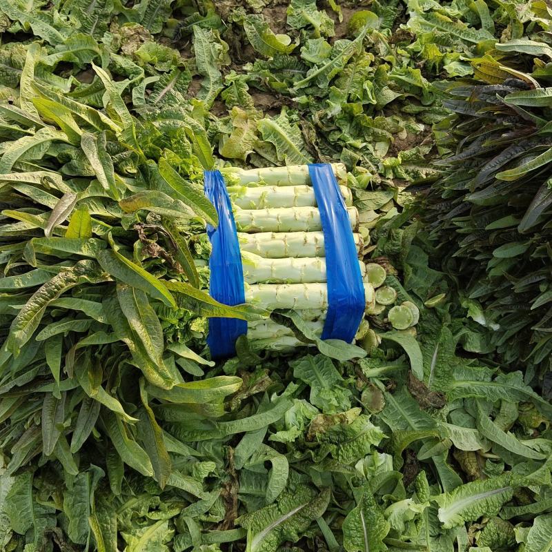 宿州窝笋红尖叶量大从优产地直发