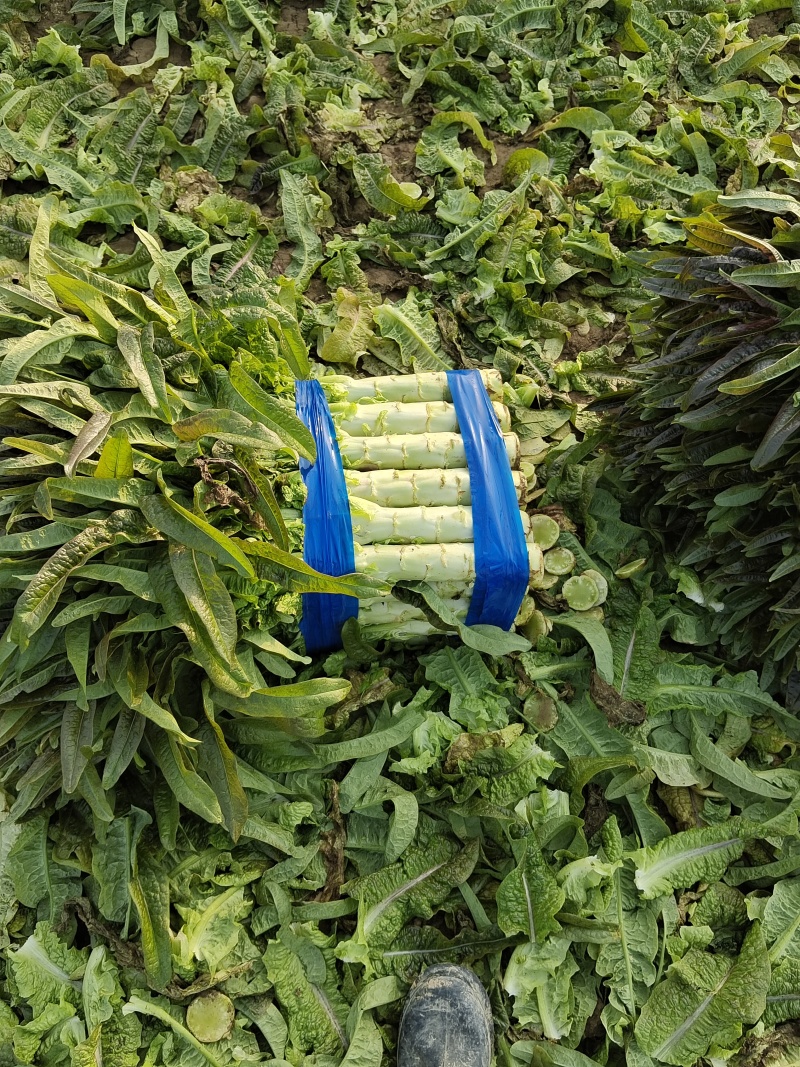 宿州窝笋红尖叶量大从优产地直发