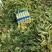 宿州窝笋红尖叶量大从优产地直发