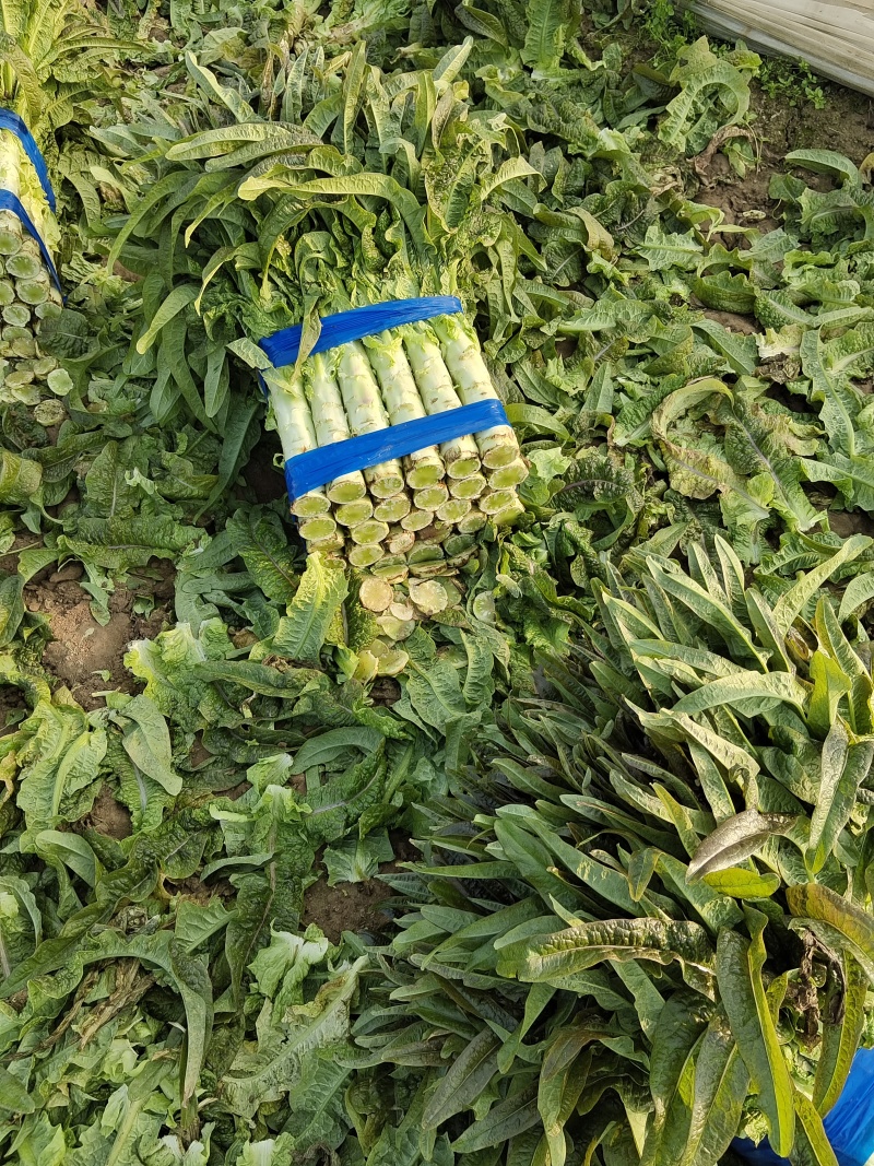 宿州窝笋红尖叶量大从优产地直发