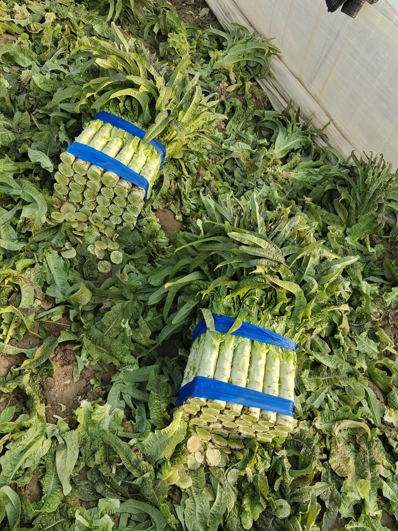 宿州窝笋红尖叶量大从优产地直发