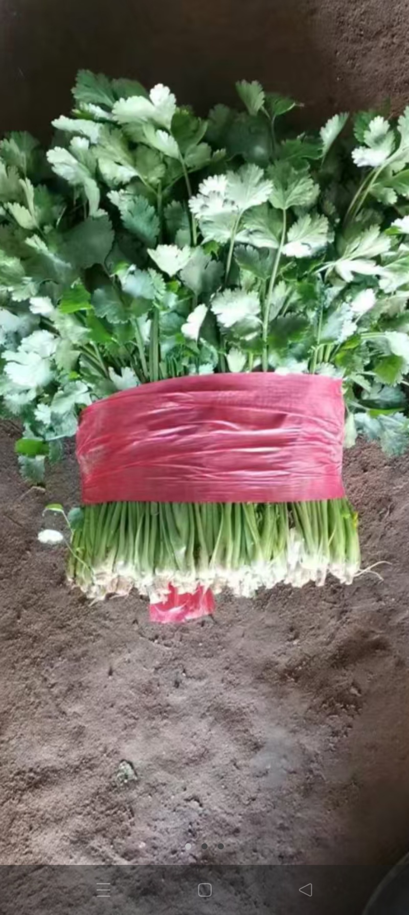 【荐】精品泰安大叶香菜，一手货源，产地直发，欢迎来电咨询