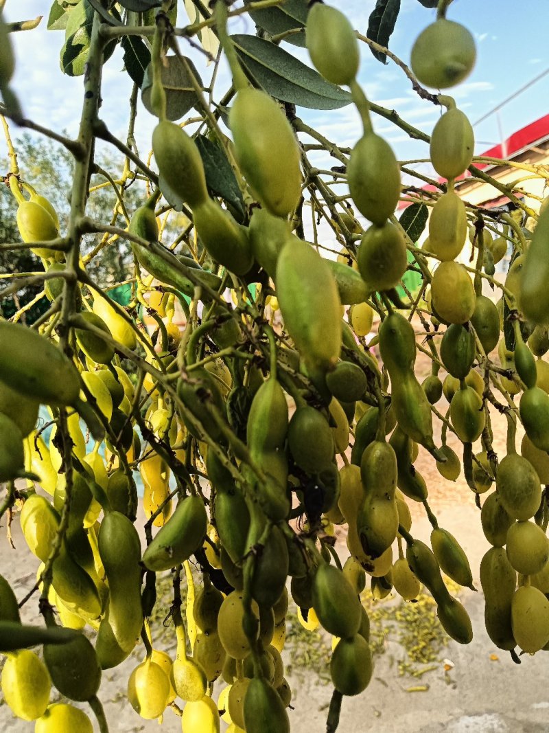 晒干槐豆野生槐连豆槐实槐角槐子槐角茶晒干槐豆
