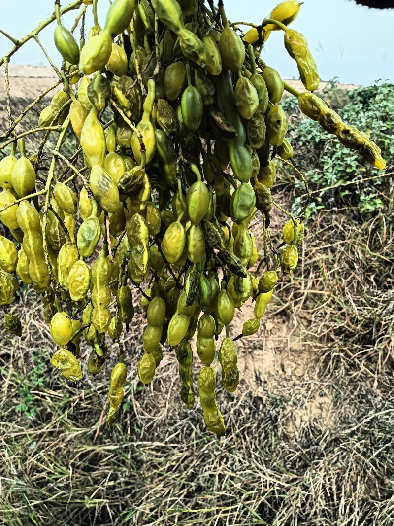 晒干槐豆野生槐连豆槐实槐角槐子槐角茶晒干槐豆