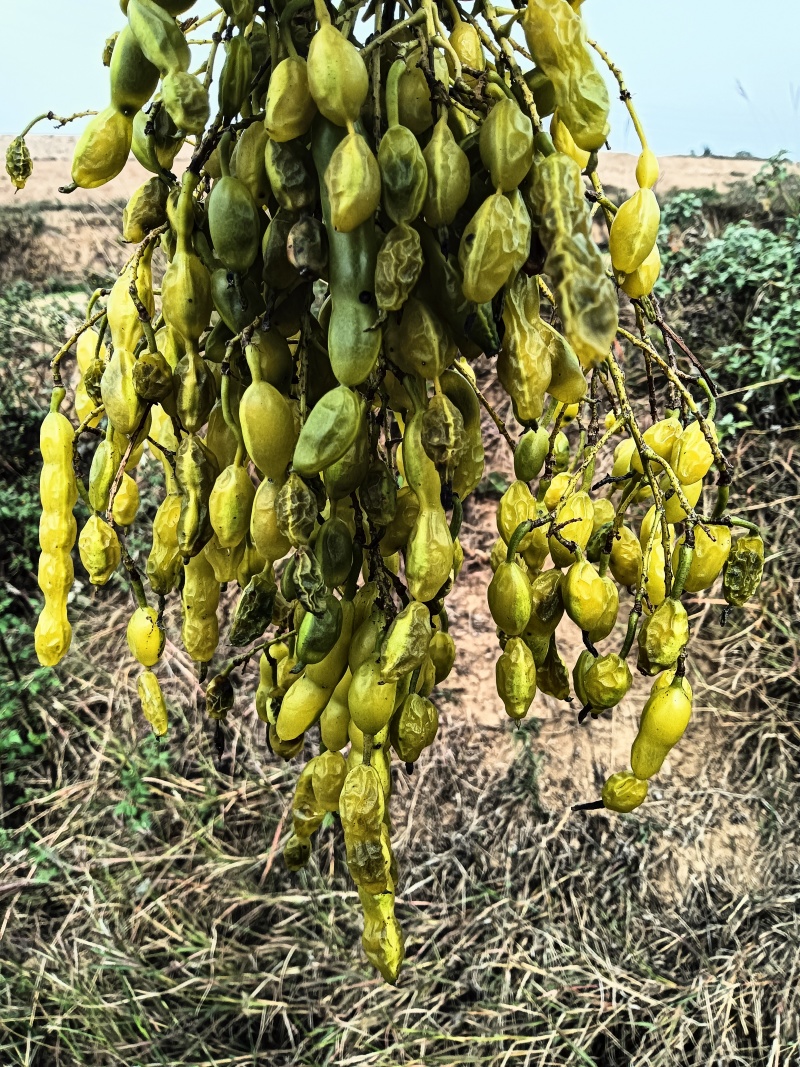 晒干槐豆野生槐连豆槐实槐角槐子槐角茶晒干槐豆