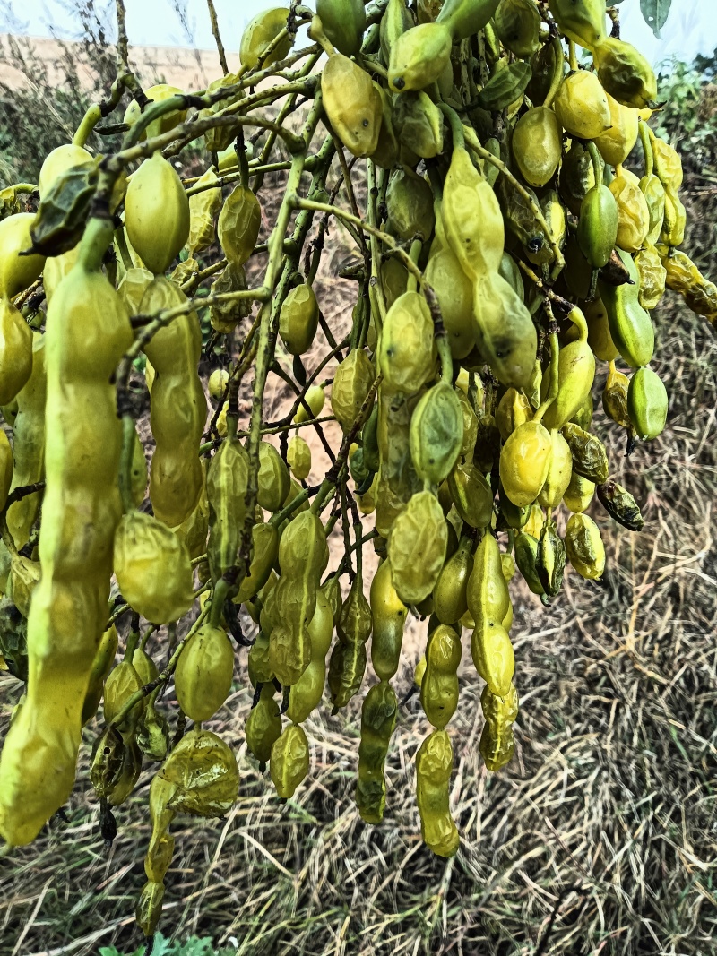 晒干槐豆野生槐连豆槐实槐角槐子槐角茶晒干槐豆