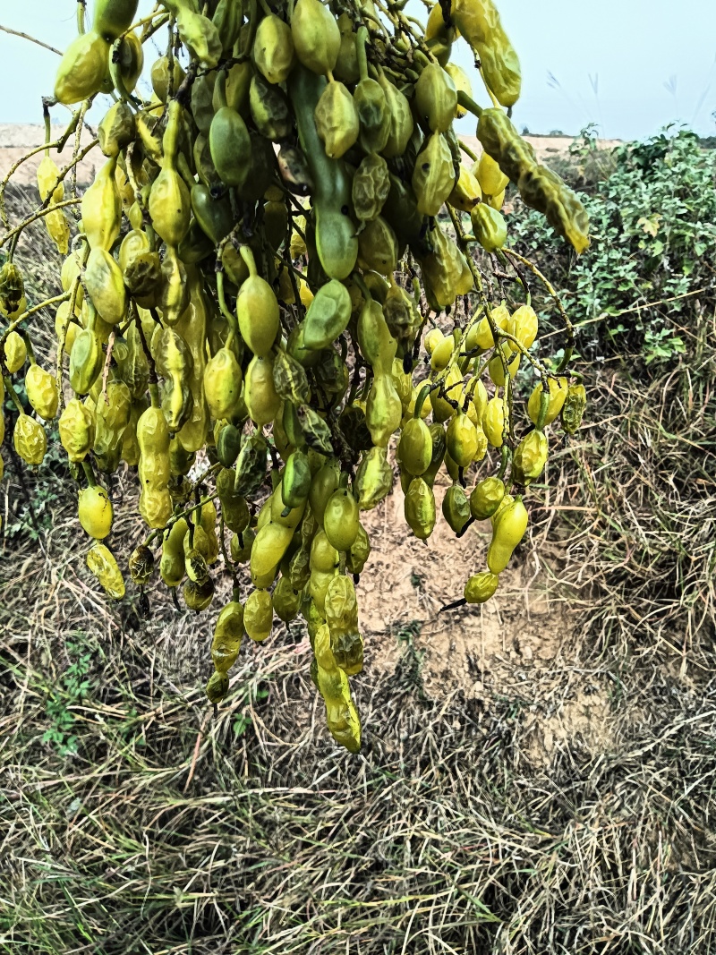 晒干槐豆野生槐连豆槐实槐角槐子槐角茶晒干槐豆