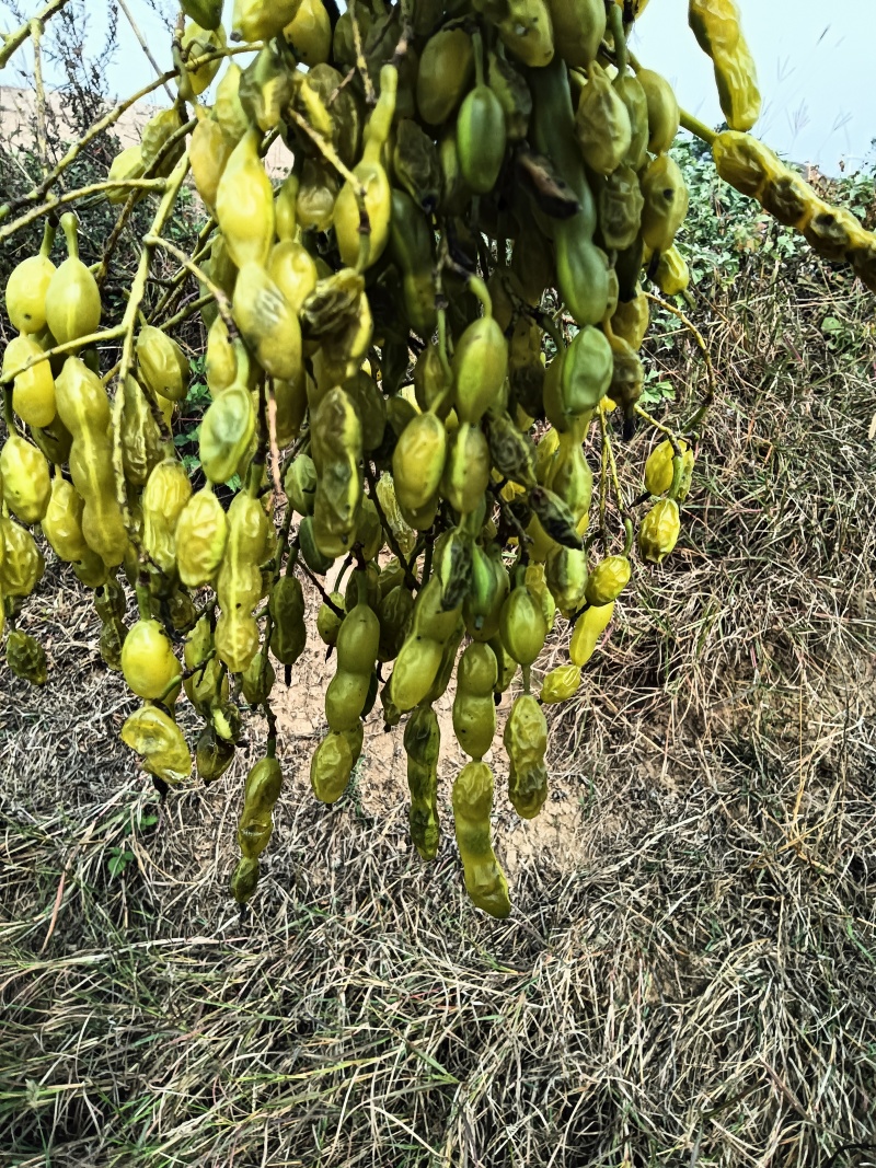 晒干槐豆野生槐连豆槐实槐角槐子槐角茶晒干槐豆