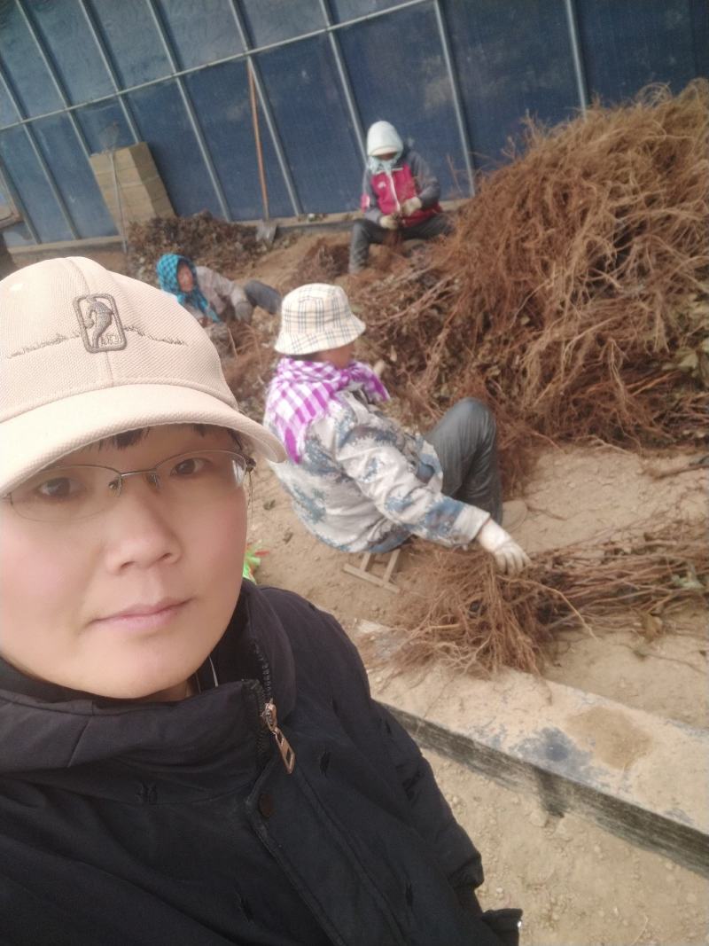 富士之辉葡萄苗(黑阳光玫瑰）粒大香甜保纯保活，基地直发