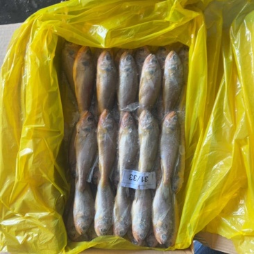 黄花鱼各种规格大条黄花鱼小黄鱼海捕黄花鱼