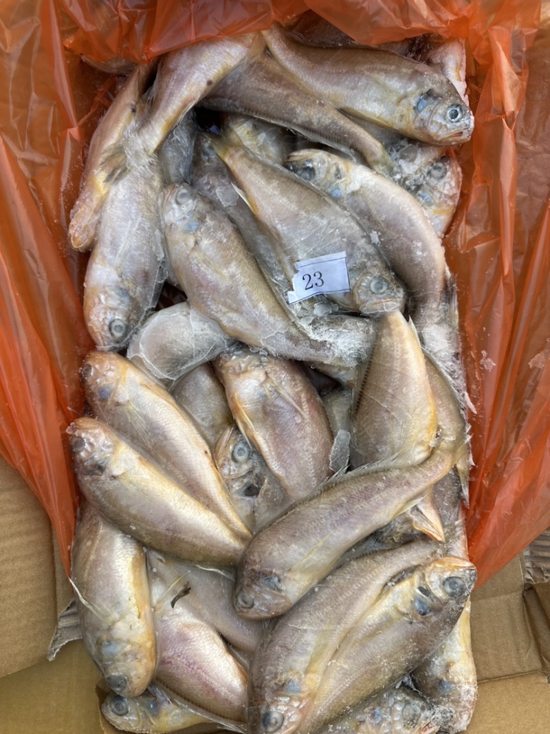 黄花鱼各种规格大条黄花鱼小黄鱼海捕黄花鱼