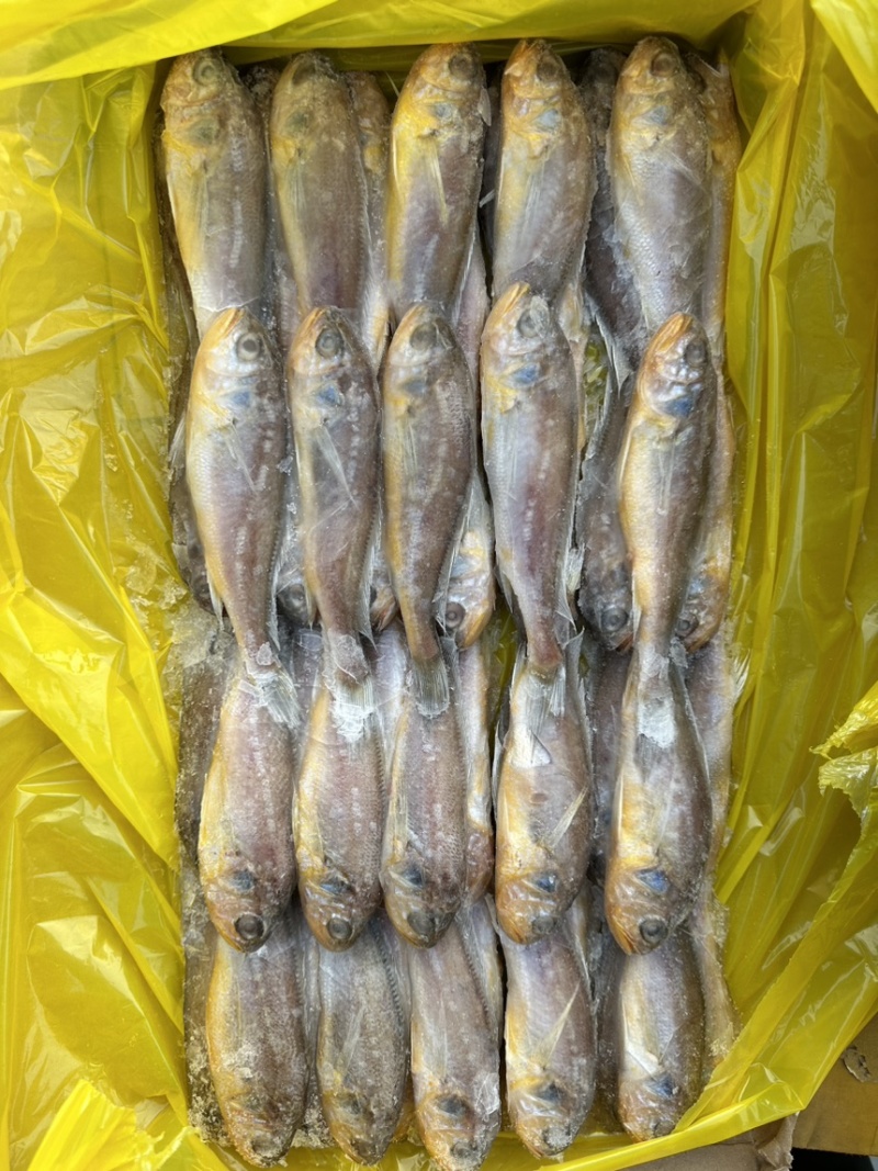 黄花鱼各种规格大条黄花鱼小黄鱼海捕黄花鱼