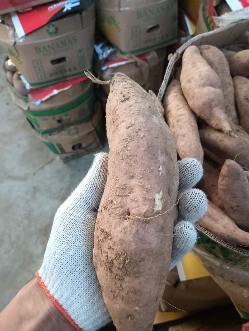 精品哈密