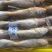 黄花鱼各种规格大条黄花鱼小黄鱼海捕黄花鱼