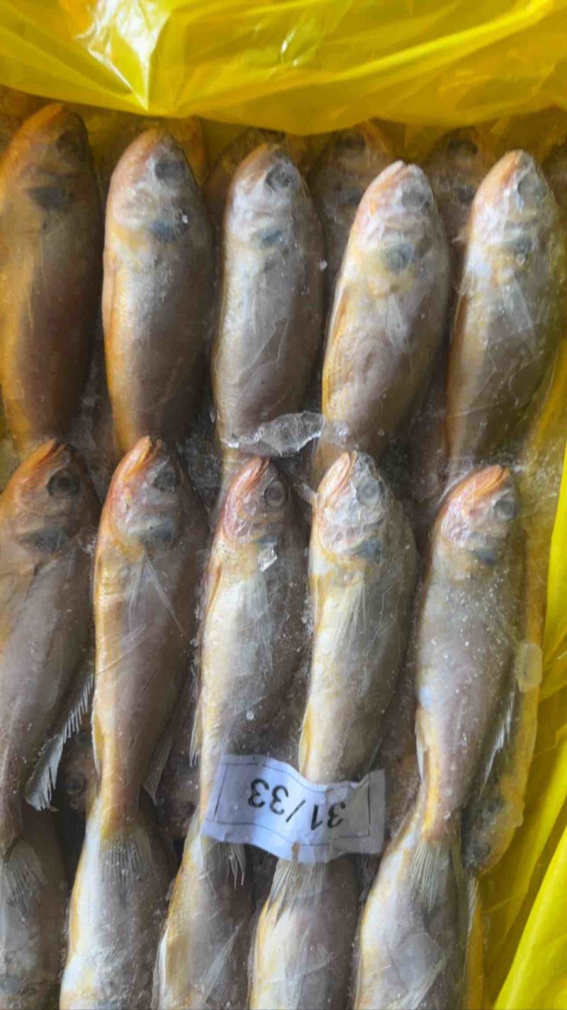 黄花鱼各种规格大条黄花鱼小黄鱼海捕黄花鱼