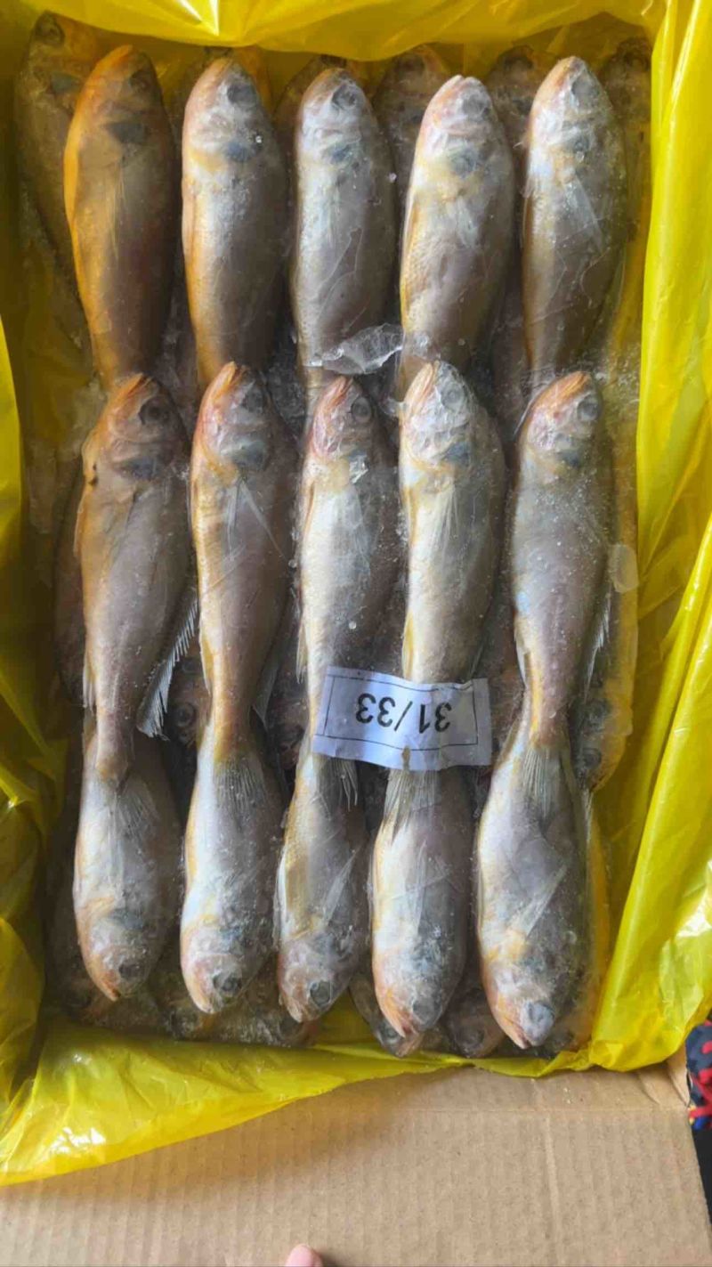 黄花鱼各种规格大条黄花鱼小黄鱼海捕黄花鱼