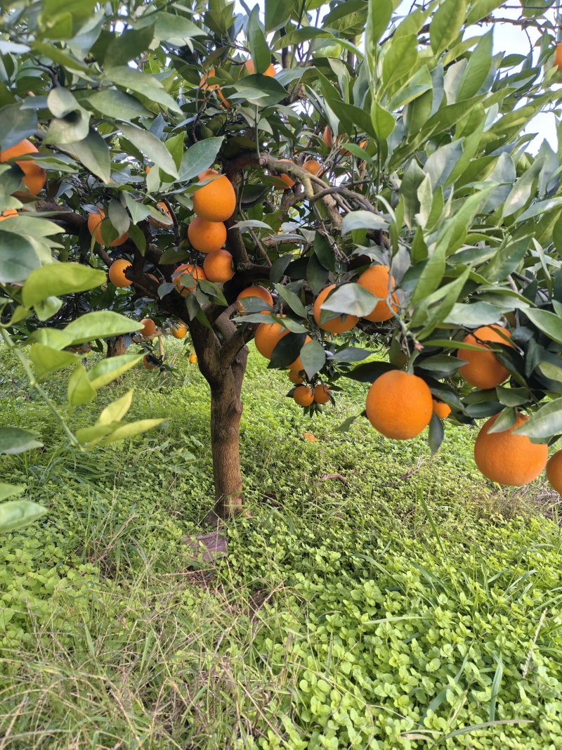 湖南产地湘西纽荷尔脐橙一手货源对接电商市场超市