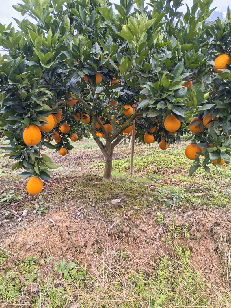 湖南产地湘西纽荷尔脐橙一手货源对接电商市场超市