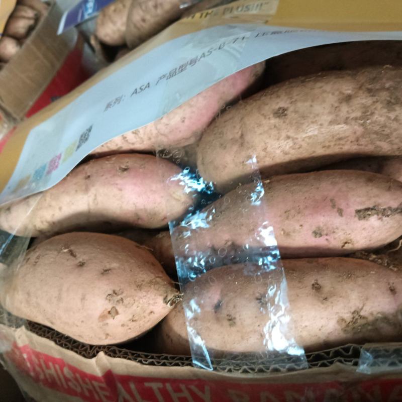 精品澳洲紫白