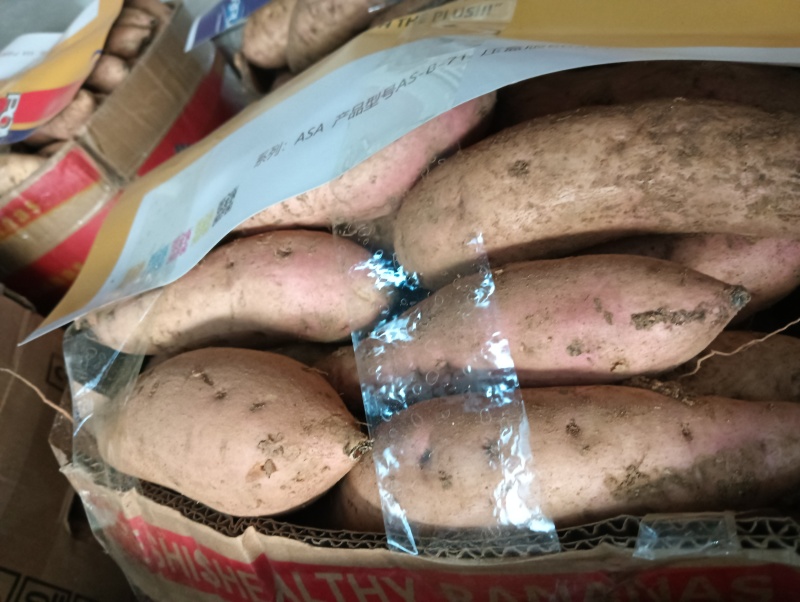 精品澳洲紫白