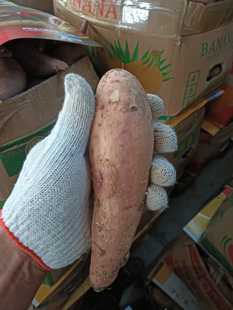精品澳洲紫白