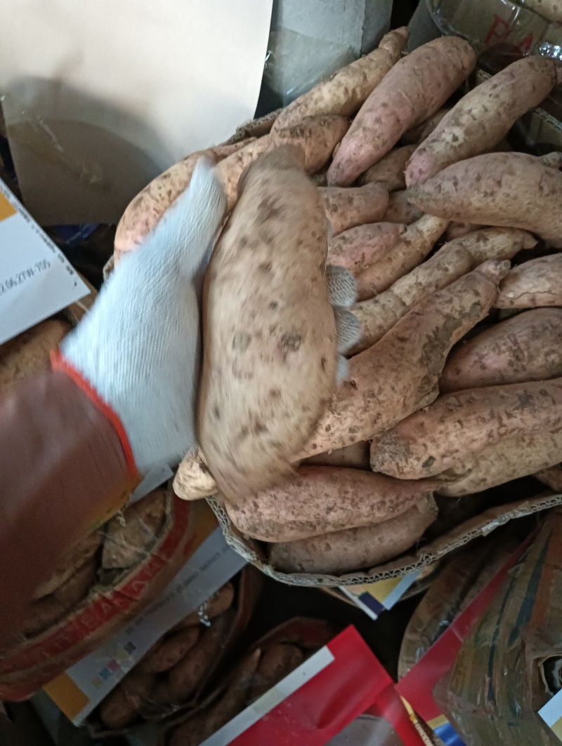 精品澳洲紫白