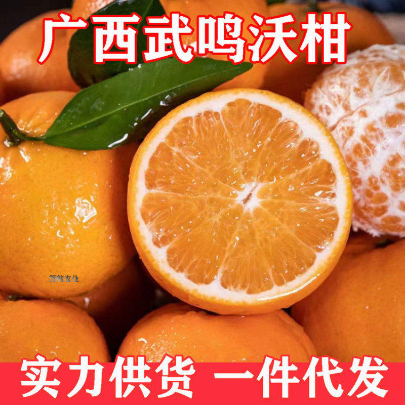 广西武鸣沃柑支持直播一件代发团购批发【武鸣贵州两仓发货】