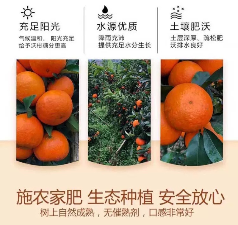 广西武鸣沃柑支持直播一件代发团购批发【武鸣贵州两仓发货】