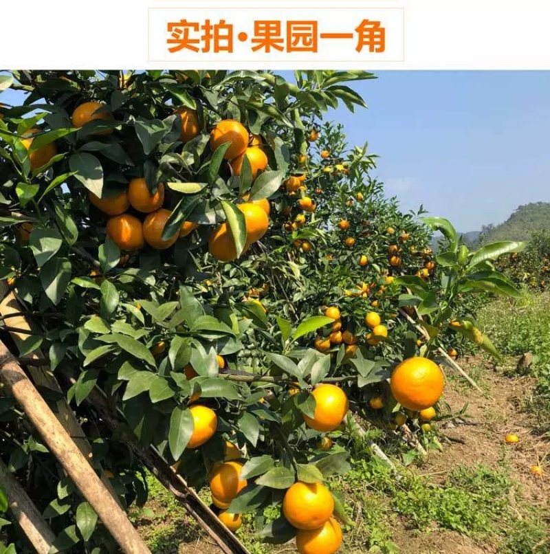 广西武鸣沃柑支持直播一件代发团购批发【武鸣贵州两仓发货】